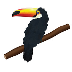 The bird toucan for your design