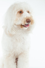 オーストラリアンラブラドゥードル