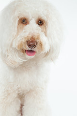 オーストラリアンラブラドゥードル