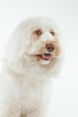 オーストラリアンラブラドゥードル