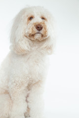 オーストラリアンラブラドゥードル