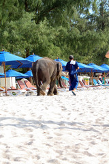 Naklejka premium BANGTAO, PHUKET, THAILAND - NOVEMBER 06, 2013: baby elephant wal