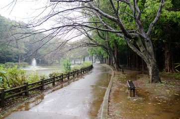 雨の日の遊歩道 © tatsuo115