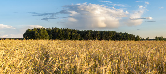 Pole zboża © Mike Mareen