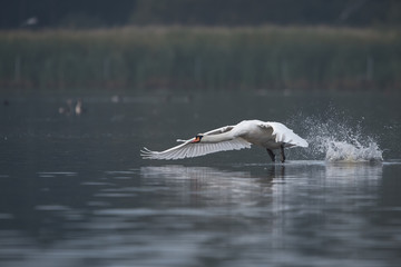 Mute Swan, Cygnus olor