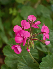 Obraz premium pink geranium flowers closeup in the garden