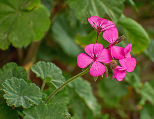 Fototapeta premium pink geranium flowers closeup in the garden