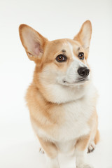 ウェルシュコーギー