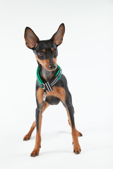 ミニチュアピンシャー