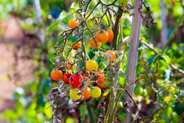 cherry tomato / 방울토마토