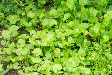 Gotu kola, Asiatic pennywort, Indian pennywort, green leaf background, Tiger Herbal in thailand