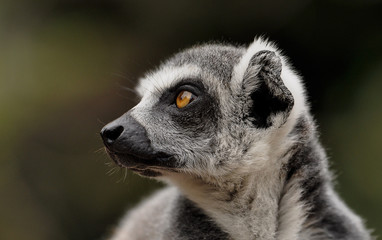Naklejka na ściany i meble Lemur Kata