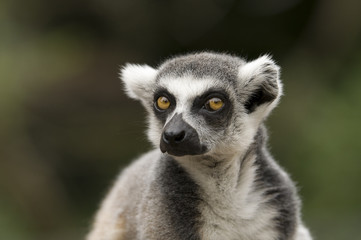 Naklejka na ściany i meble Lemur Kata