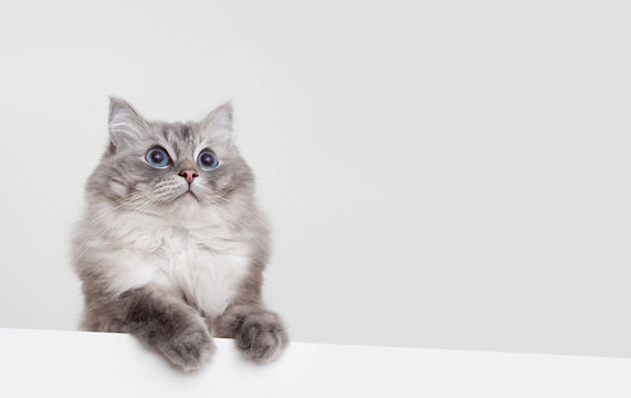 cute ragdoll cat with copyspace on white background