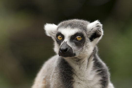 Lemur Kata