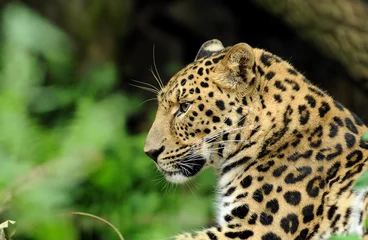 Schilderijen op glas Amur Leopard © Katerina Mirus