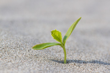 Plant sprouting in the desert Sahara. Seedling sand