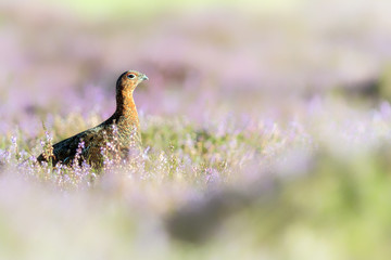 Red Grouse in the Heather, Scotland