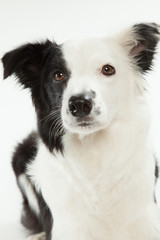 Fototapeta premium ボーダーコリー