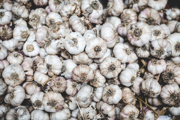 lot of garlic, food background at the market