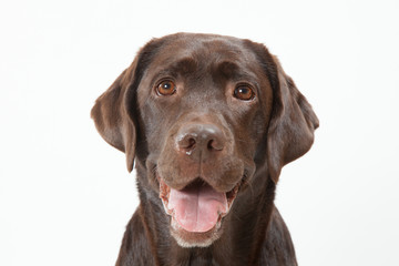 ラブラドールレトリーバー