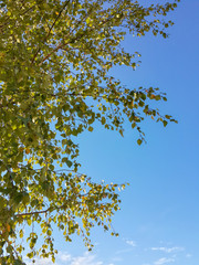 Beautiful birch leaves at the autumn day/Beautiful birch leaves at the autumn day