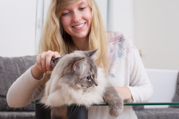 young woman brushing ragdoll cat