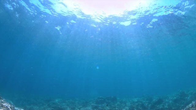 Shallow waters of a coral reef. 4k footage