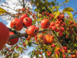 Beautiful red wild apples and blue sky/Beautiful red wild apples and blue sky