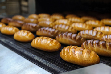 Breads on production line at bakery, selective focus