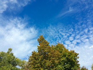 Beautiful tops of autumn trees and blue sky/Beautiful tops of autumn trees and blue sky