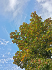 Beautiful tops of autumn trees and blue sky/Beautiful tops of autumn trees and blue sky