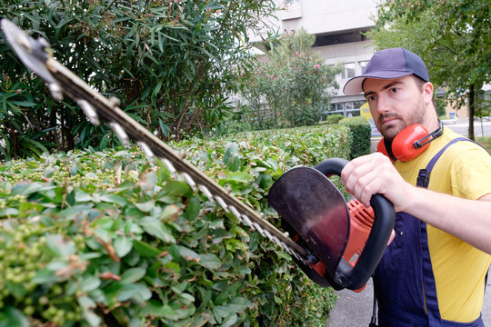 Gardener Using An Hedge Clipper In The Garden