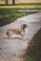 Naklejka na ściany i meble Small dog standing alone on a park pathway