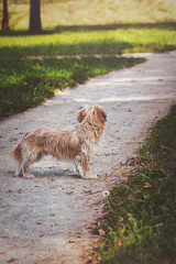 Small dog standing alone on a park pathway