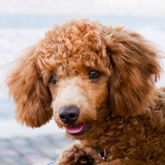 So cute dog poodle haired brown in outdoor