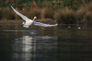 Mute Swan, Cygnus olor