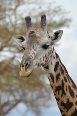 Giraffe in the savannah in Selous game reserve in Tanzaniain east africa