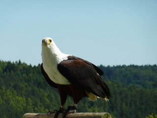 Adler