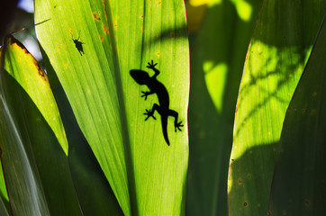 Green jungle leaf with gecko on top