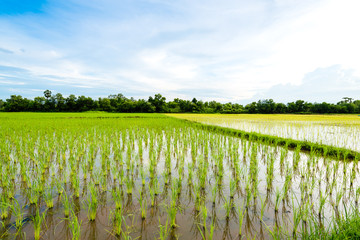 Rice field