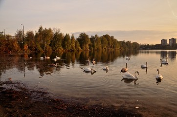 łabędzie przy zachodzie słońca