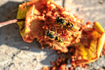 A closeup of two wasps eating an apple core