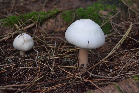 wei&szlig;e Pilze