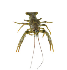 alive crayfish isolated on white background