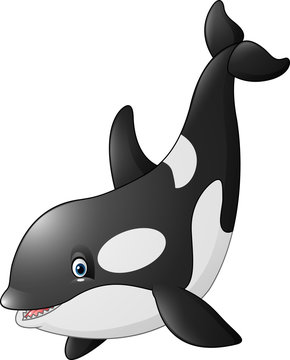 Cute orca isolated on white background


