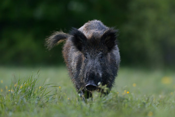 wild boar