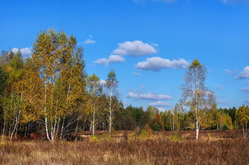 Golden Autumn in the birch grove