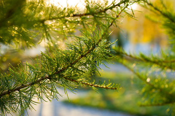 Larch branch close up. Vibrant green color.