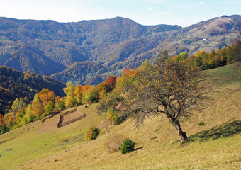 Fototapeta na wymiar Typical view of the Ukrainian Carpathians in the middle of October, the neighborhood of the city of Rakhov